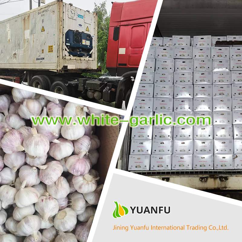 garlic sellers garlic sellers